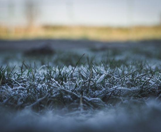 hojas amarillas por frio